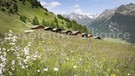 Alpenblumenwiese Loibser Schupfen im Südtiroler Ahrntal | Bild: picture alliance / Zoonar / Harald Biebel
